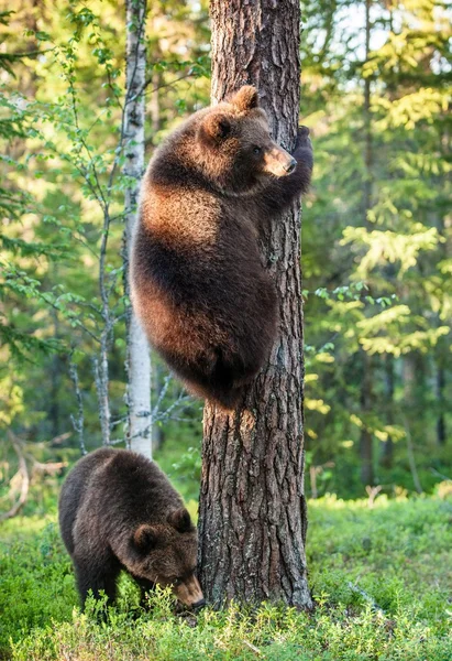 Медведь-подросток залез на дерево — стоковое фото