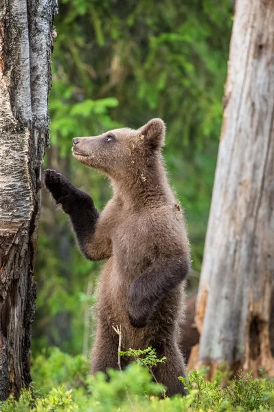 Cub της καφέ αρκούδας — Φωτογραφία Αρχείου