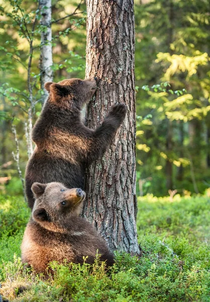 Неповнолітніх бурого ведмедя сходження на дереві — стокове фото