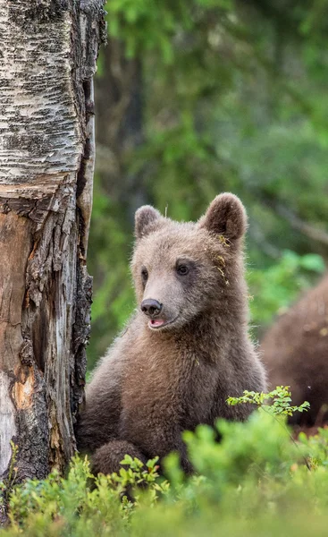 Louveteau d'ours brun — Photo