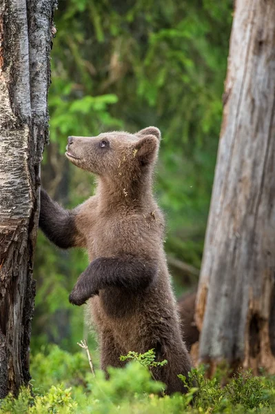 Cub av brunbjörn — Stockfoto