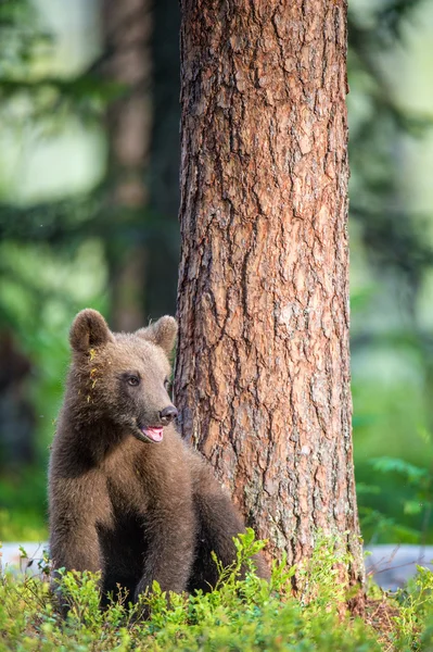 Куб бурого медведя — стоковое фото