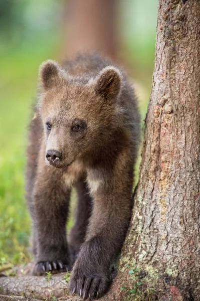 棕色的熊的小花豹 — 图库照片