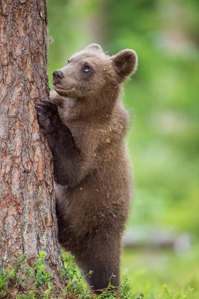 Куб бурого медведя возле дерева — стоковое фото