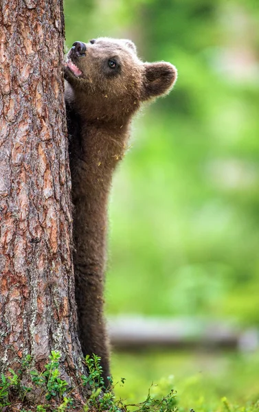 Cub niedźwiedzia brunatnego w pobliżu drzewa — Zdjęcie stockowe