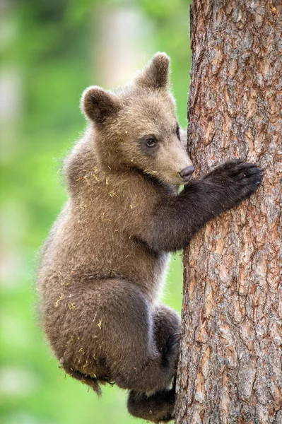 Cub της καφέ αρκούδας — Φωτογραφία Αρχείου