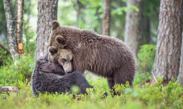 Welpen van bruine beren — Stockfoto