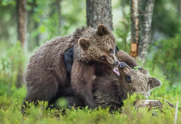 Kahverengi ayı yavrularını — Stok fotoğraf