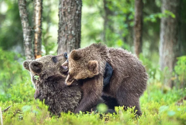 Cuccioli di orsi bruni — Foto Stock