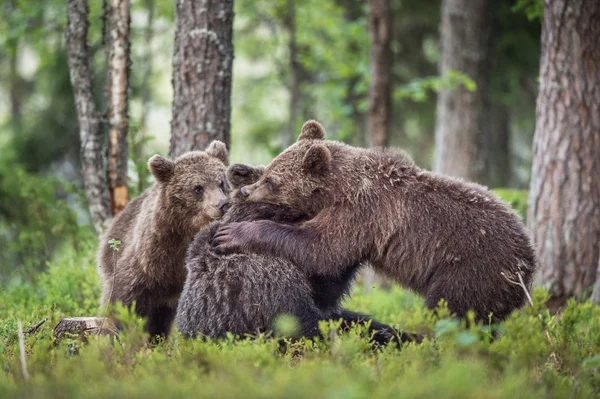 Cubs of Brown bears — Stock Photo, Image