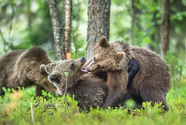 Vonatkozó barnamedvék kölykök — Stock Fotó