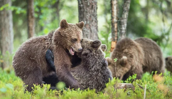 Кубики бурых медведей — стоковое фото