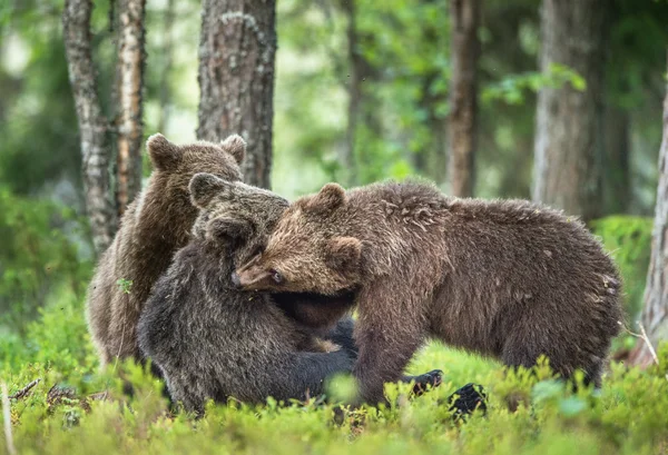 Årsungar av brunbjörnen — Stockfoto