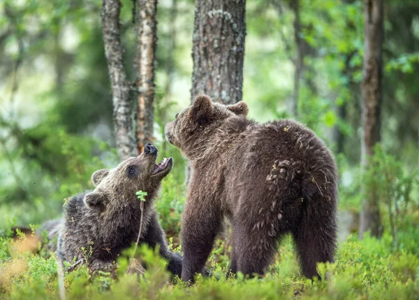 Des oursons d'ours bruns — Photo