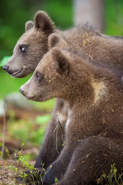 Cachorros de oso marrón —  Fotos de Stock