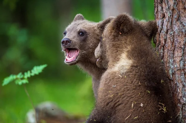 A barna medve kölykeit — Stock Fotó