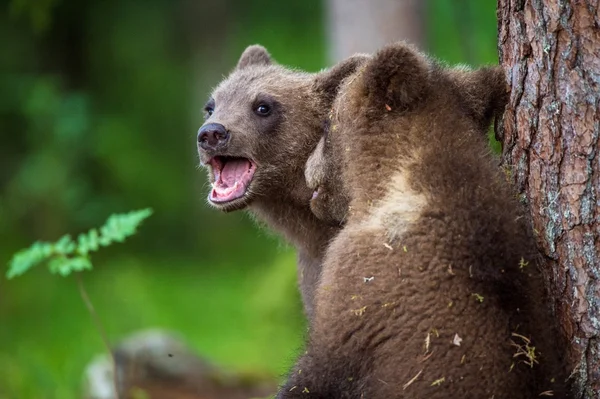 Filhotes de urso marrom — Fotografia de Stock