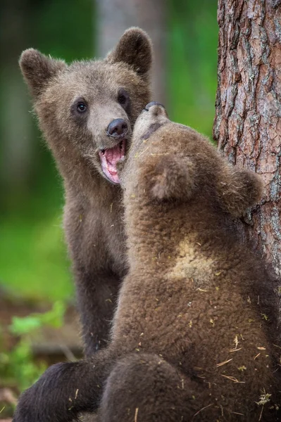 ヒグマのカブス — ストック写真