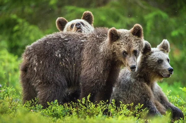 Cachorros de oso marrón —  Fotos de Stock
