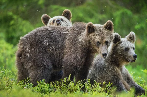 Кубики бурого медведя — стоковое фото