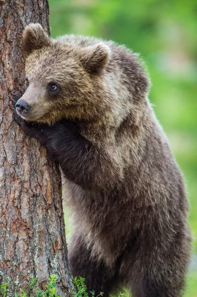 Cub of Brown bear near tree — Stock Image Cub of Brown bear near tree Stock Image