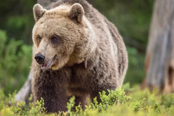 Adult Wild Brown bear — Stock Image Adult Wild Brown bear Stock Image