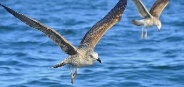 Esmer su yosunu martı (Larus dominicanus uçan)