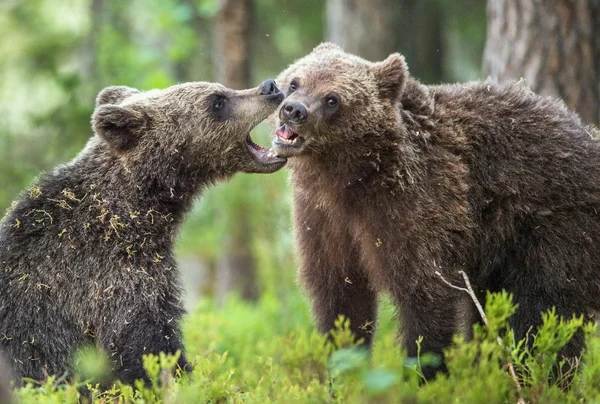 Cuccioli di orsi bruni — Foto Stock