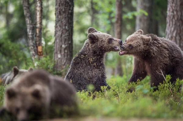 Кубики бурых медведей — стоковое фото