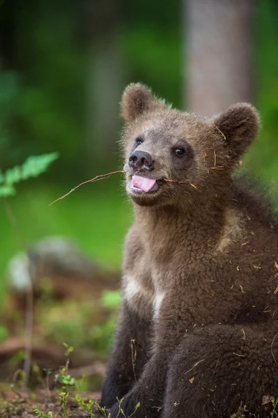 Filhote de urso pardo — Fotografia de Stock