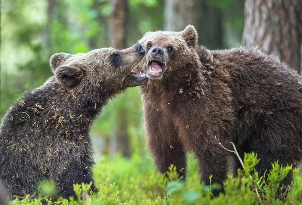 Cuccioli di orsi bruni — Foto Stock