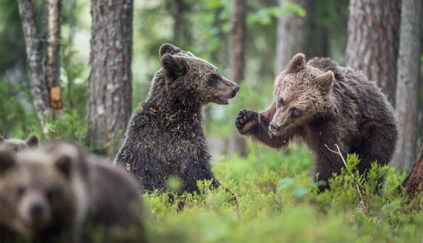 Årsungar av brunbjörnen — Stockfoto