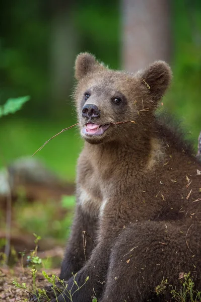 Filhote de urso pardo — Fotografia de Stock