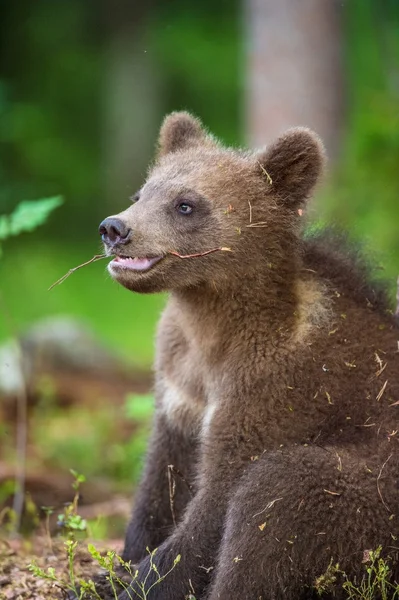 Cucciolo di orso bruno — Foto Stock