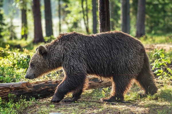 Vilda brunbjörn (Ursus Arctos Arctos) — Stockfoto