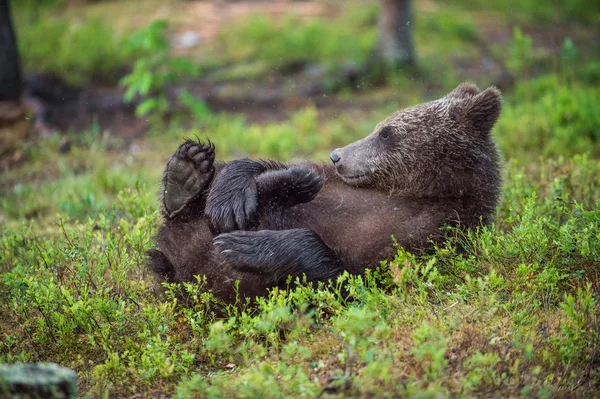 O filhote de urso pardo selvagem (Ursus arctos) brincando em uma floresta . — Fotografia de Stock