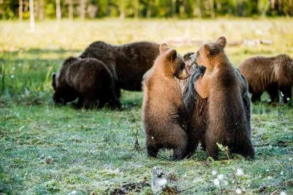 Ona niedźwiedzia i niedźwiedź szczeniaki — Zdjęcie stockowe