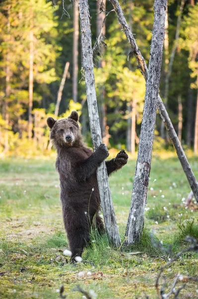 Кубик коричневого ведмедя — стокове фото