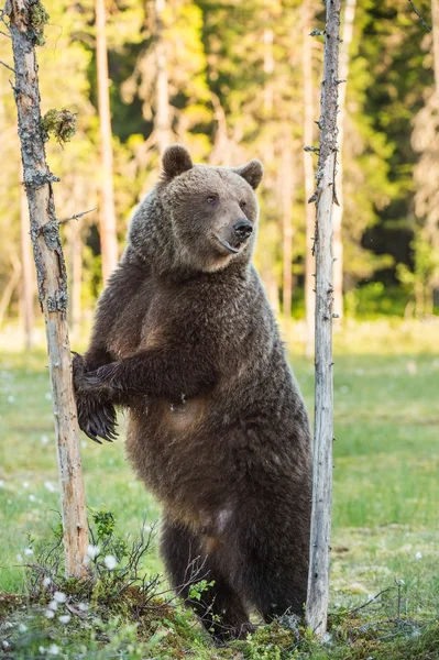 Wild Brown bear (Ursus Arctos Arctos) — Stock Image Wild Brown bear (Ursus Arctos Arctos) Stock Picture
