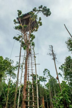 Korowai kabilesinden Papuans evde ağaca tırmanmak