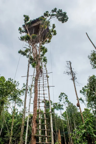 Papuánci z kmeni korowai lézt v domě na stromě — Stock fotografie
