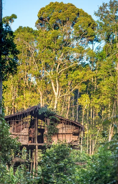 Casa tradicional Korowai — Foto de Stock
