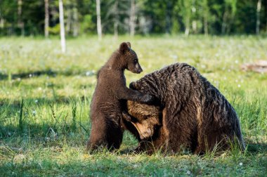Bear cubs hide for a she-bear clipart