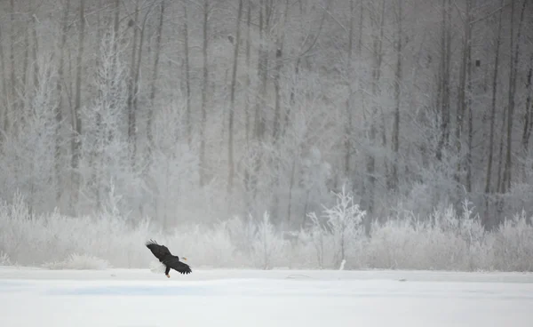 Flying Bald eagle — Stock Photo, Image