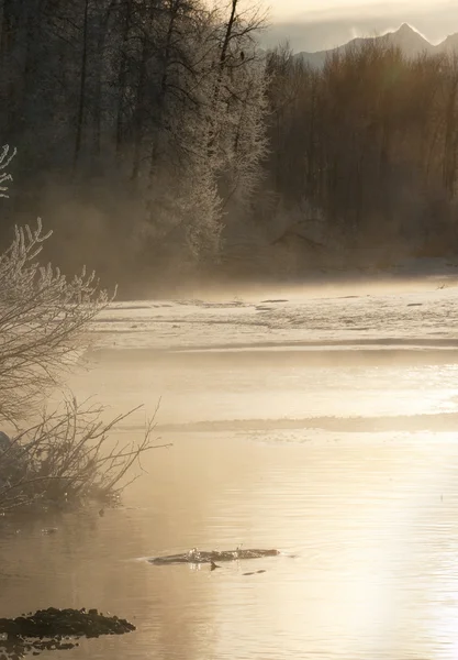 Зимова ріка Chilkat — стокове фото