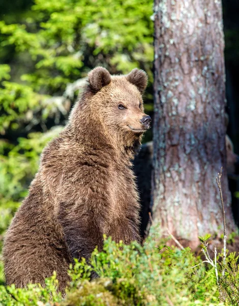 Filhote de urso castanho selvagem — Fotografia de Stock