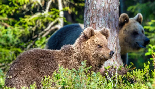 Cub av vilda brunbjörn — Stockfoto