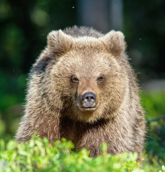 Cub dziki niedźwiedź — Zdjęcie stockowe