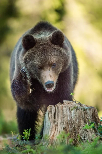 Filhote de urso castanho selvagem — Fotografia de Stock