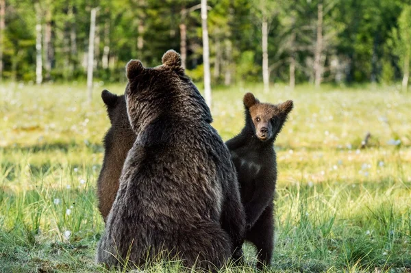 Medvíďata skrýt pro she medvěd — Stock fotografie